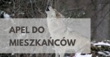 W gminie Bukowsko wilki niepokoją ludzi. Urząd zwrócił się z apelem do mieszkańców