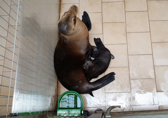 Młode uchatki do tej pory mogli podglądać tylko pracownicy zoo w Opolu, teraz mogą to też robić zwiedzający.