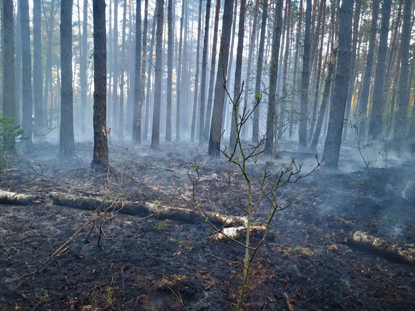 Gm. Pniewy. Strażacy walczyli z pożarem lasu w Buszewku [ZDJĘCIA]