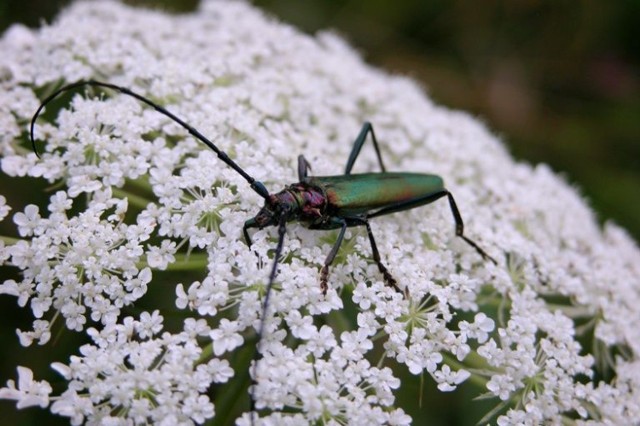 Wonnica piżmówka (Aromia moschata)