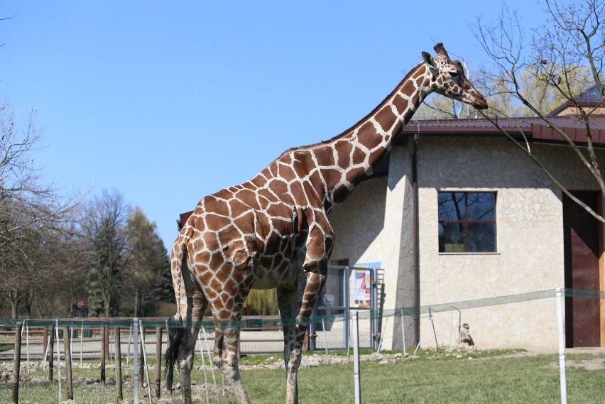 Kiedy otwarte zostanie zoo w Chorzowie?