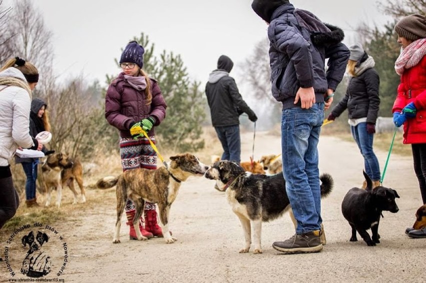 W każdą sobotę wolontariat ze Schroniska Psów w Nowodworze...