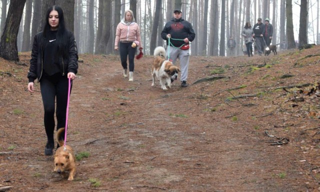 Pieski oraz ich opiekunowie spotkali się na spacerze socjalizacyjnym
