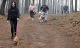 Pieski oraz ich opiekunowie spotkali się na spacerze socjalizacyjnym w Skokach 