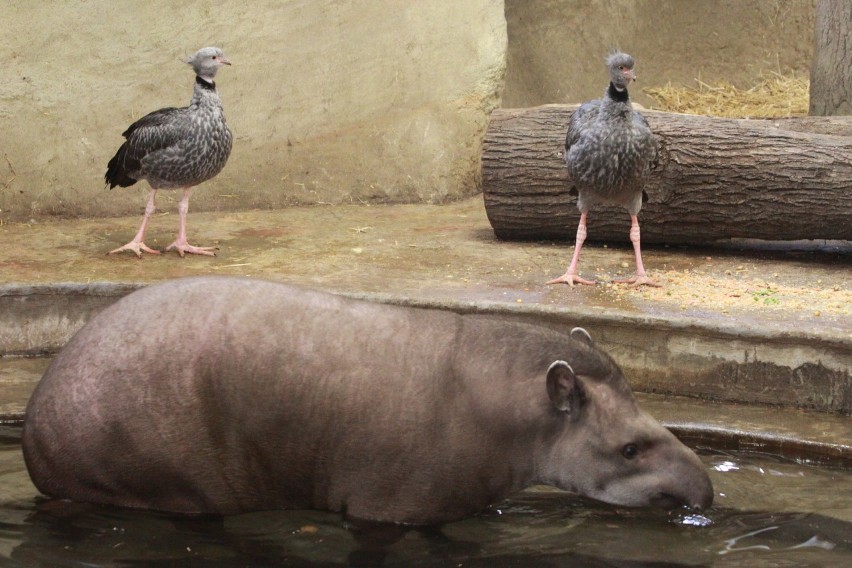 Światowy Dzień Tapira w zoo [ZDJĘCIA,FILM]