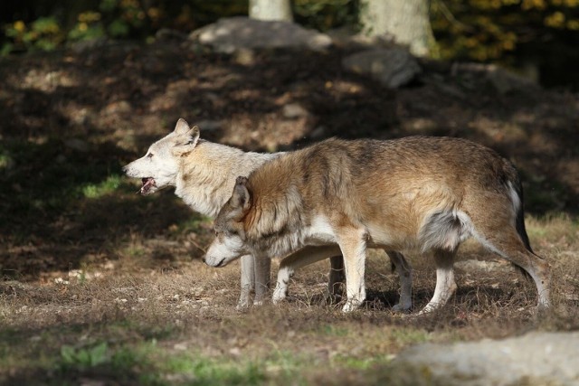 Las to przede wszystkim dom dla dzikich zwierząt i roślin. Jeśli człowiek chociażby spaceruje po lesie, to wkracza na terytorium zwierzyny. W polskich lasach możemy spotkać już nie tylko jelenie czy dziki – coraz częściej pojawiają się w nich wilki. Co zrobić, gdy spotkamy w lesie wilka lub mieszkamy w jego sąsiedztwie? Jak się zachować, czego unikać, kogo powiadomić? Sprawdź w galerii >>>>>