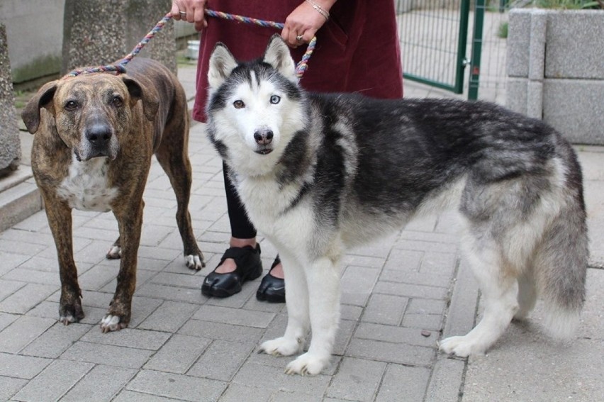 Właściciel umiera, pies lub kot trafia do schroniska dla zwierząt w Łodzi. Tylko nieliczne znajdą nowy dom