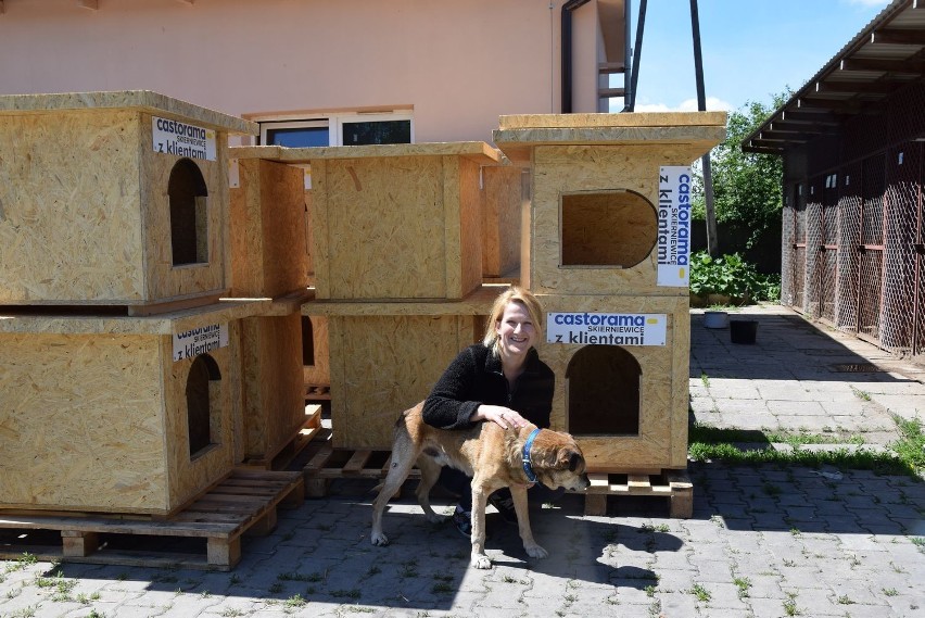 Budy dla psów od Castoramy i klientów marketu trafiły w...