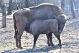 Żubrzątko w zoo Canpol pod Człuchowem ma się świetnie. Młoda samica dostała imię zgodne z zasadami nazewnictwa tych zwierząt w Polsce