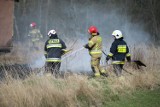 Pożar trawy w Dąbrówce Królewskiej pod Grudziądzem [zdjęcia]