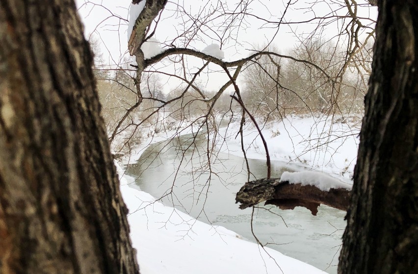 Wisłok w Krośnie w śnieżnej scenerii. Zima maluje nad rzeką urokliwe pejzaże [ZDJĘCIA]