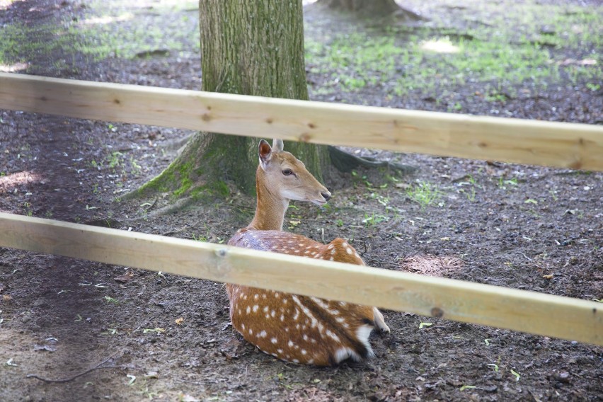 Akcent ZOO w Białymstoku. Zobacz archiwalne zdjęcia z 2015 roku! [FOTOGALERIA]