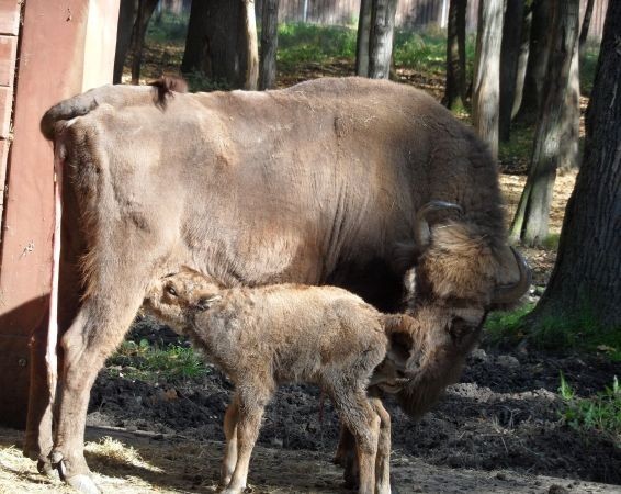 Plista z żubrzątkiem