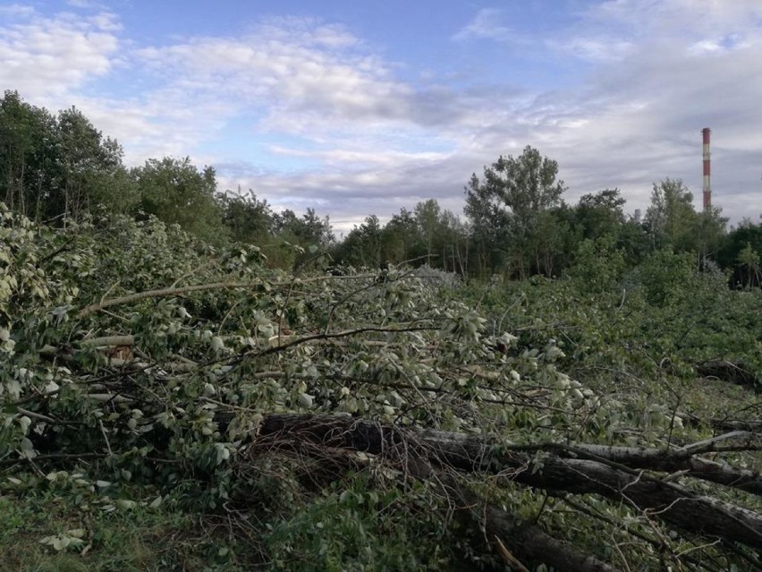 Nad Kanałem Żerańskim wycinają 700 drzew. Interes dewelopera...