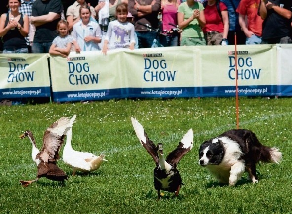 Dog Chow Disc Cup 2012 w Parku Śląskim już po raz czwarty
