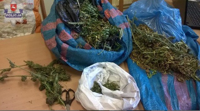 Krasnystaw. Marihuana u mieszkańców Kraśniczyna.