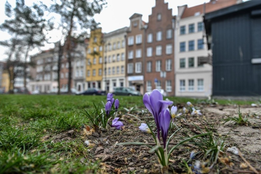 27.03.2020 gdansk
wiosna w gdansku - kolorowe kwiaty w...