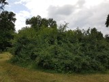 Trujący krzew w Parku Kachla w Bytomiu. Na razie przycięto jego owoce. Czy zostanie on usunięty? 
