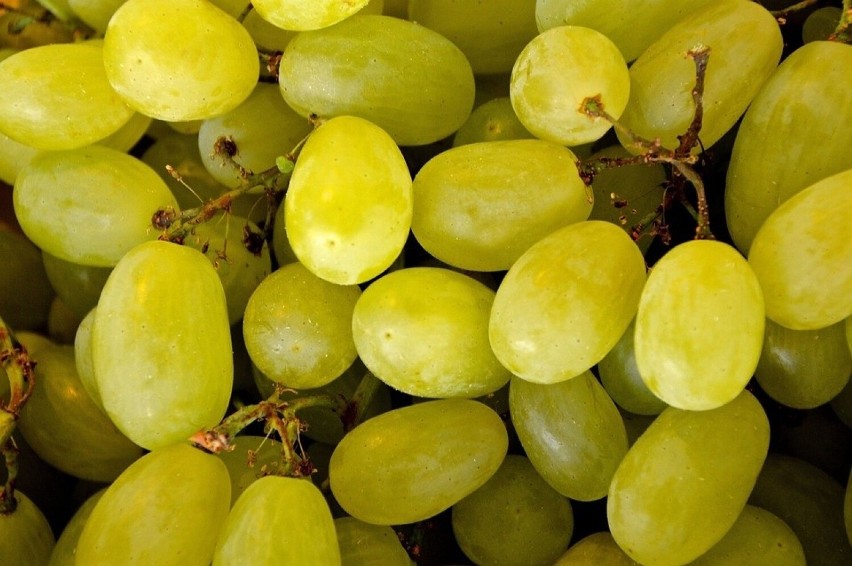 Winogrona mogą pomagać organizmowi w procesach...