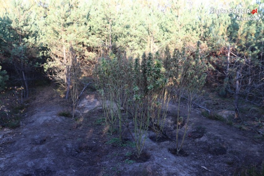 Poraj: Plantacja marihuany w środku lasu. Z zabezpieczonych roślin można zrobić 250 porcji narkotyku [ZDJĘCIA]