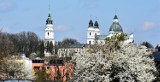 Chełm. Kwitną forsycje i wiosenne kwiaty. Wiosna zagościła w parku i na chełmskich osiedlach. Zobacz zdjęcia