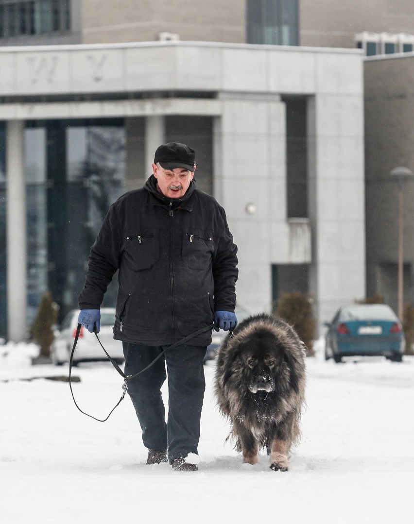 Pies Nero z rzeszowskiego targowiska przeszedł na emeryturę. Kto go przygarnie?