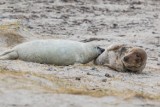 Kto zabija foki nad Bałtykiem? Detektywi wskazują winnych, prokuratura prowadzi śledztwo. Ekolodzy mają obawy, że sprawa zostanie umorzona