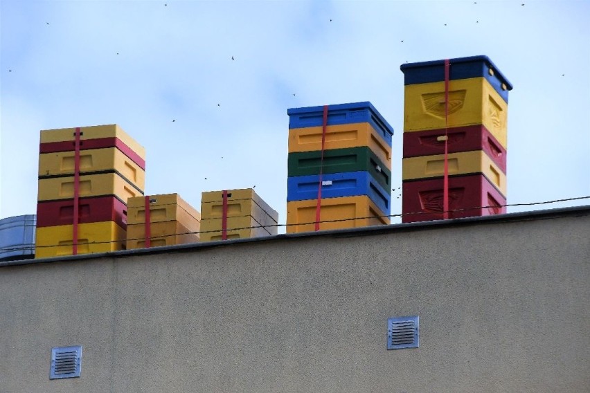 Kielecki Bocianek stawia na pszczoły. Ule na dachach Spółdzielni Mieszkaniowej i Miejskiej Biblioteki Publicznej