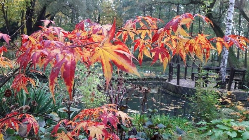 Miejski Ogród Botaniczny przyciąga jesiennymi barwami.