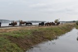 Odra zalała łąki wokół Połupina dwa lata temu. Konieczna była ewakuacja koni, którą zorganizowali strażacy. Pamiętacie? (ZDJĘCIA)