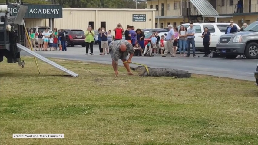 Przez niego trzeba było wzywać łowcę gadów. Aligator...