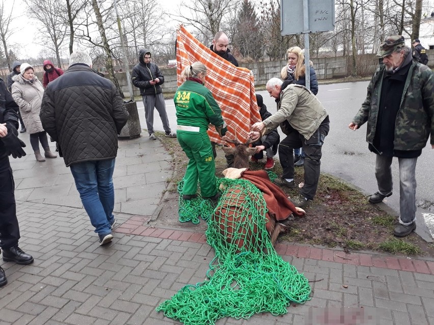 Ranny jeleń zabrany z osiedla Zachód w Stargardzie [ZDJĘCIA, WIDEO]