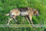 Strażnicy miejscy w Kaliszu uratowali potrąconego psa [FOTO]