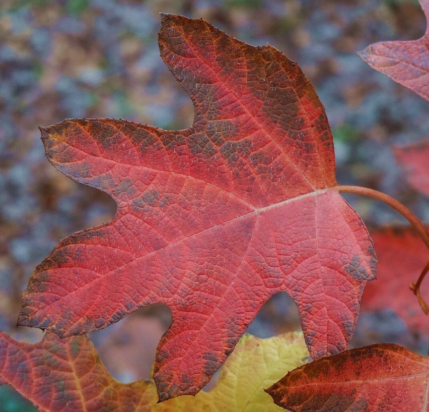 Jesienią liście hortensji dębolistnych przybierają piękne...