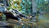 Wrocław: Las amazoński i anakondy w zoo (ZDJĘCIA)