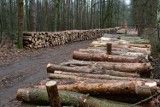 Naukowcy alarmują: Pomysł Lasów Państwowych i Ministerstwa Środowiska, by martwe drewno trafiało do elektrowni jest wyjątkowo szkodliwy