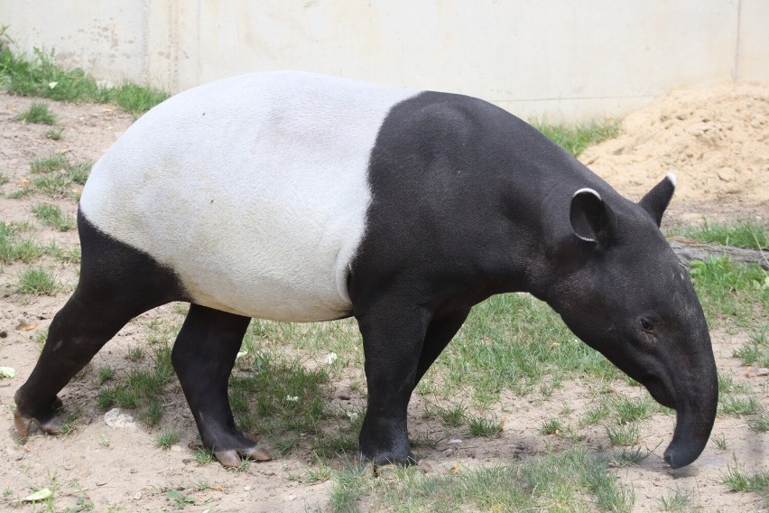 Kark azjatyckich tapirów pokrywa gruba na 2-3 cm skóra,...