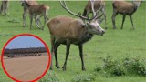 Kolejne gigantyczne stado jeleni w okolicy Wągrowca. Udało się je nagrać. Zobaczcie film