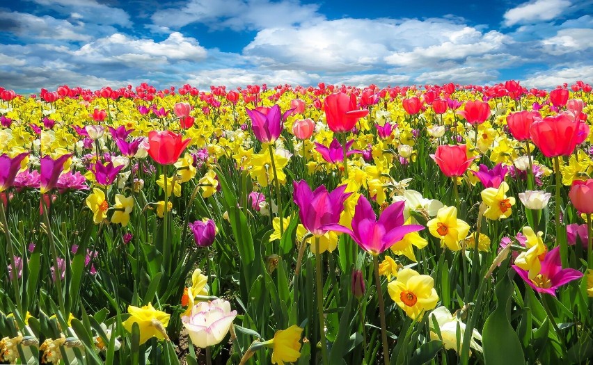 Majówka z tulipanami w Cedrach Wielkich. Kwiaty, rękodzieła, regionalne miody, czy piwo. Start już w najbliższą sobotę!