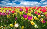 Festiwal z tulipanami w Cedrach Wielkich. Kwiaty, rękodzieła, regionalne miody, czy piwo. To wszystko już na początku maja!