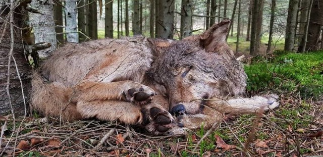 Kolejne wilki z Roztocza nie żyją. Zostały znalezione martwe po postrzale z broni palnej