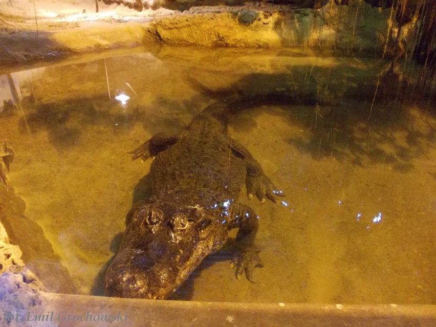 Urodziny krokodylicy w płockim zoo