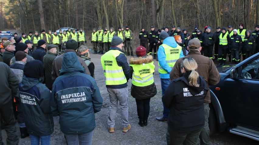 Przeszukiwali opoczyńskie lasy w związku z ASF [ZDJĘCIA]