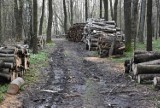 Tarnów. Koniec wycinki drzew w Lasku Lipie. Czemu służył wyrąb i jakie drzewa poszły pod topór? Nadleśnictwo Gromnik tłumaczy [ZDJĘCIA]