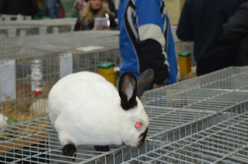 Wystawa królików rasowych, drobiu ozdobnego i gołębi w Wieluniu[ZDJĘCIA]
