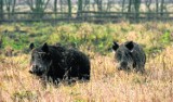 Afrykański pomór świń dotarł do Wielkopolski. Chorobę stwierdzono u padłego dzika w gminie Wolsztyn. Zostanie utworzona czerwona strefa