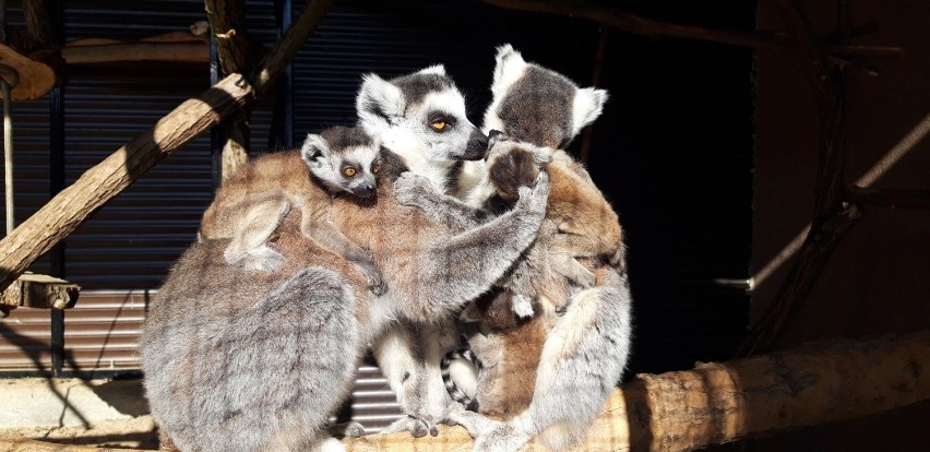 Lemury ze Smętowic doczekały się potomstwa! Zobacz te słodziaki! [WIDEO, ZDJĘCIA]