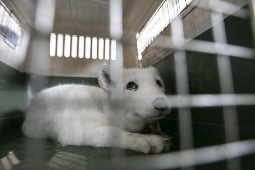 Aktywiści uratowali małego lisa z fermy pod Ostrowem. Maciek będzie miał amputowaną łapę