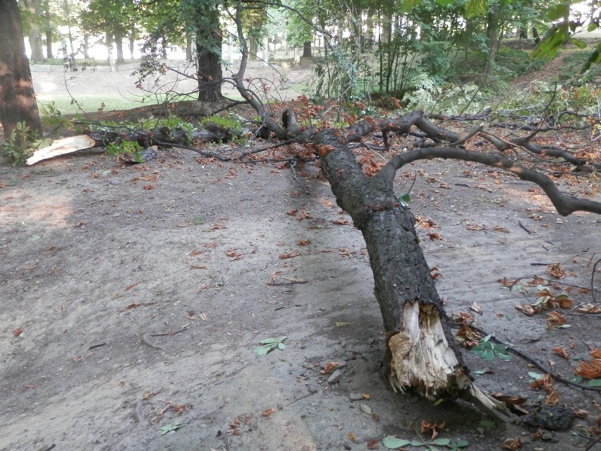 Spadające konary w parku Planty w Mikołowie