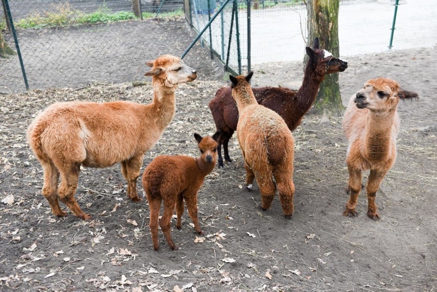 26.11.2019 torun mloda alpaka w torunskim zoo fot. jacek...